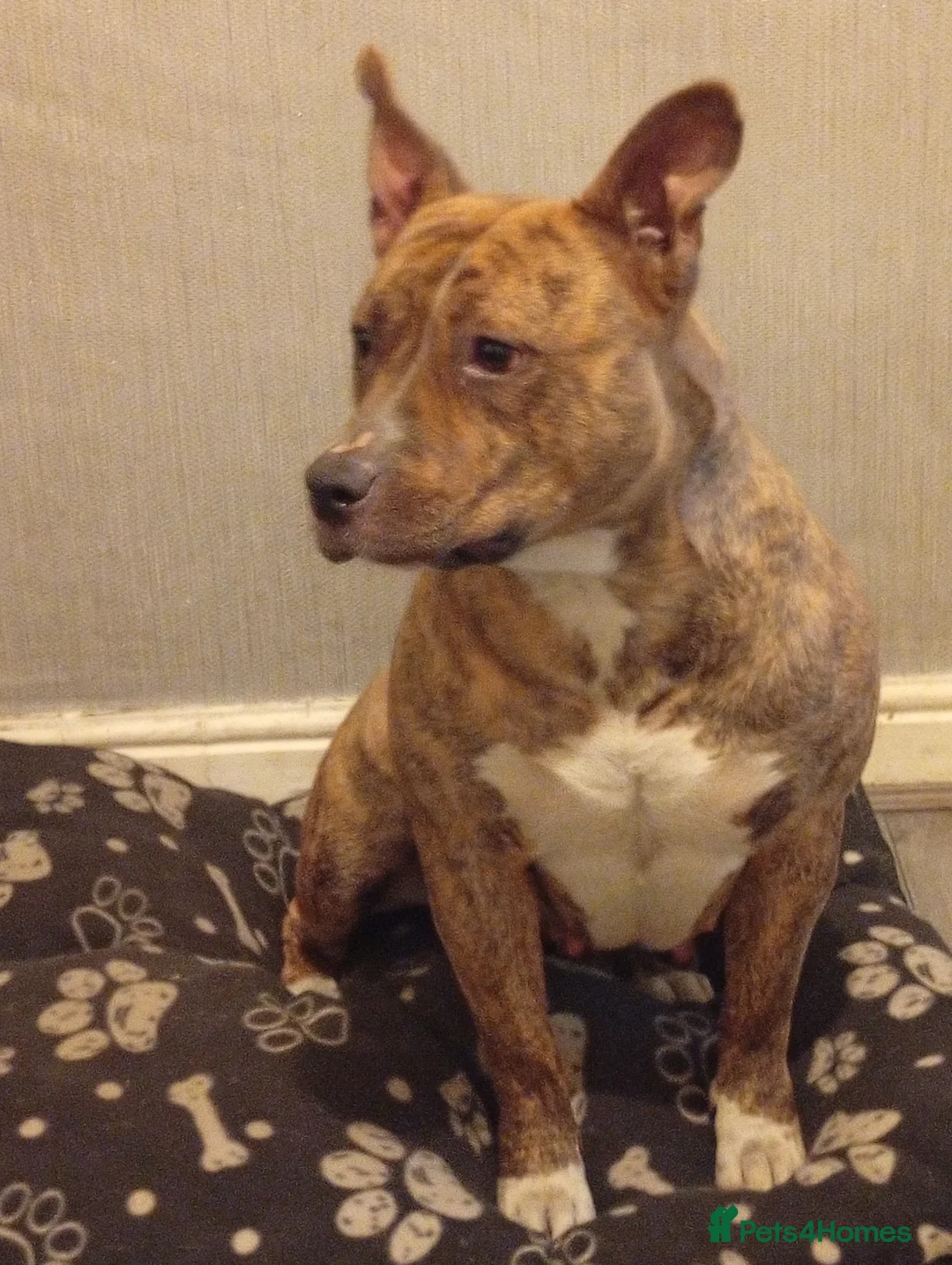 Mixed Breed dogs for sale: Staff cross girl  in Rotherham - Advert 1