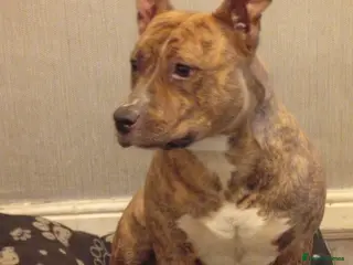 Mixed Breed dogs Staff cross girl - Advert 3