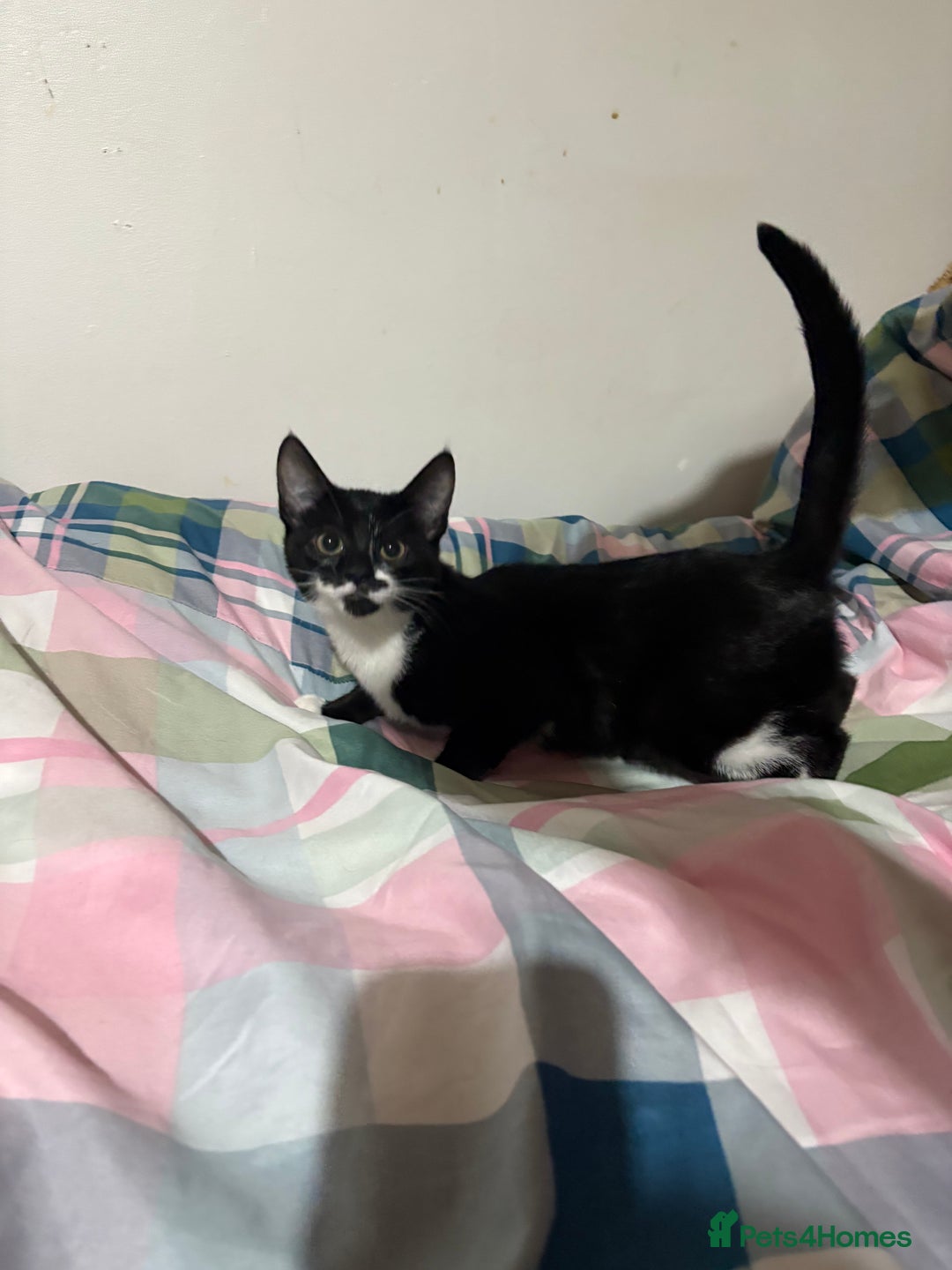 Mixed Breed cats for sale: 3 FEMALE MIXED KITTENS WITH QUARTER SIAMESE - Advert 7