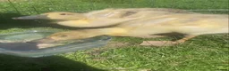 Ducks poultry for sale: *RESERVED* Abacot Ranger Breeding Pair  - Advert 3
