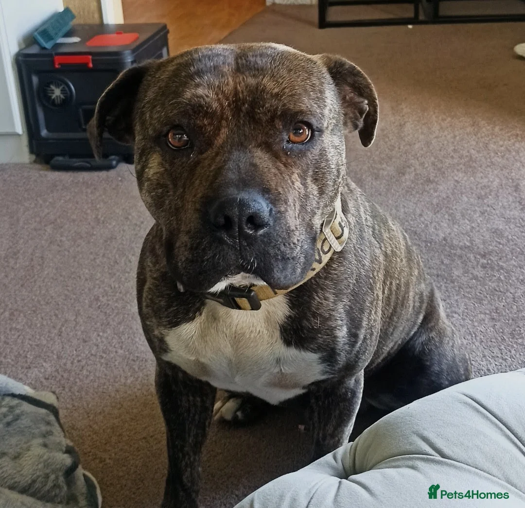 American Bulldog dogs for stud: STUD! Brindle american bulldog  in Newton Abbot - Advert 10