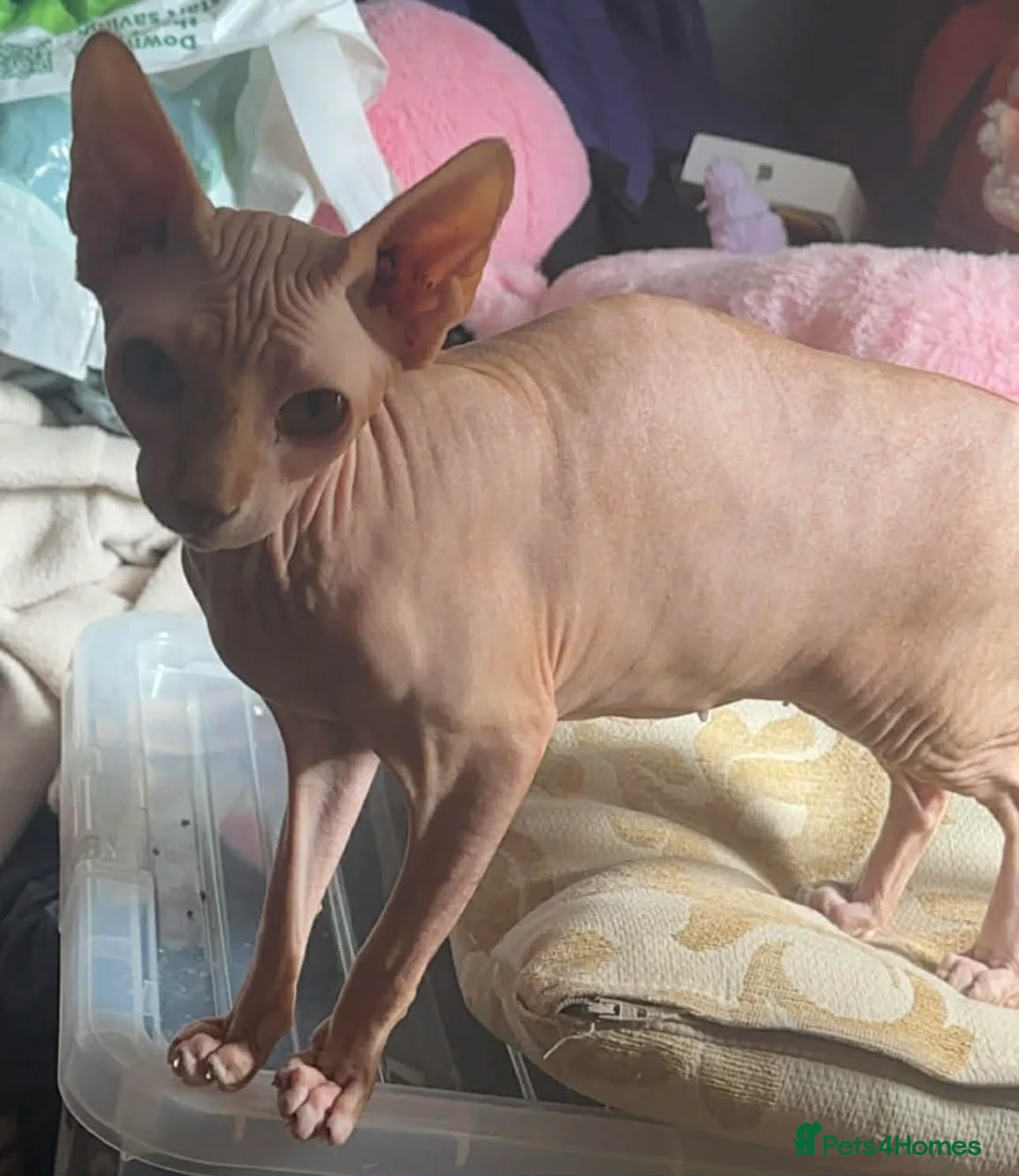Sphynx cats for sale: Female ready - Advert 1