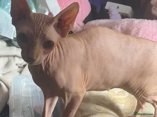 Sphynx cats Female ready - Advert 1