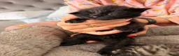 Mixed Breed cats for sale: 🐾 4 Adorable Kittens 🐱 Raised With Love ❤️ - Advert 8