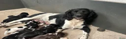 English Springer Spaniel dogs for sale: Beautiful Springer Spaniel Puppies for sale in Honiton - Advert 2
