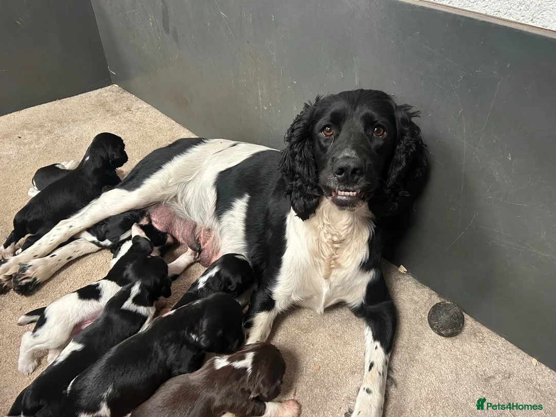 English Springer Spaniel dogs for sale: Beautiful Springer Spaniel Puppies for sale in Honiton - Advert 2