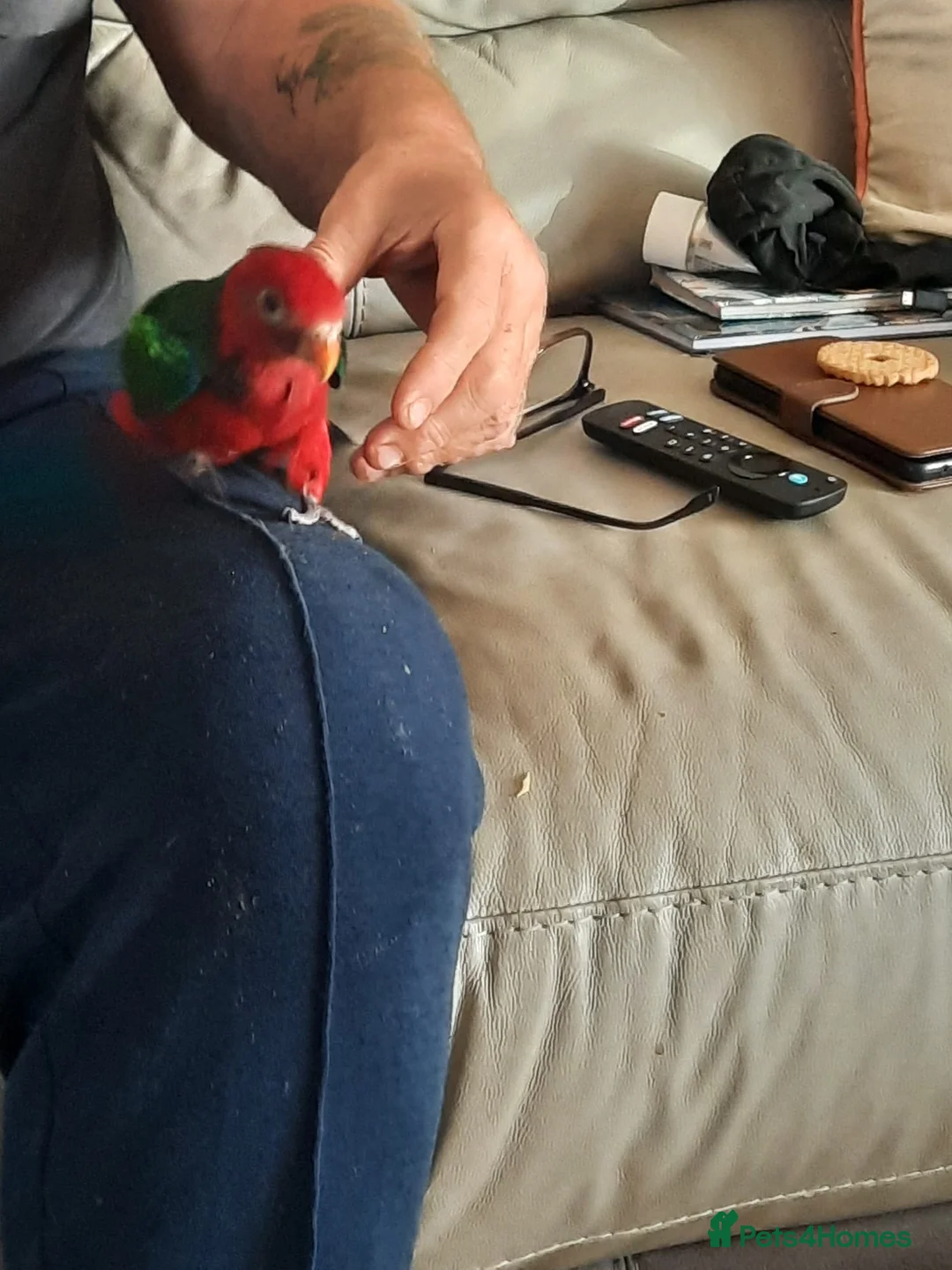 Parrots birds for sale: Silly tame Ambonian King parrot for sale in Guildford - Advert 6