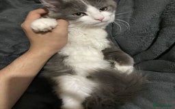 British Longhair cats for sale: british long hair  - Image 8