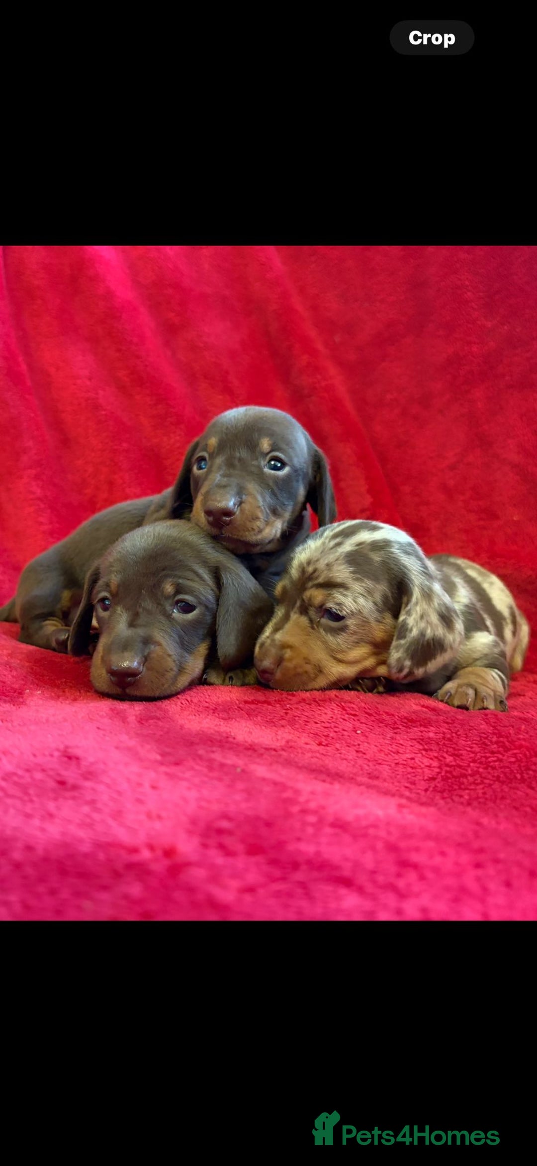 Dachshund dogs for stud: Beautiful boy stud - Advert 3