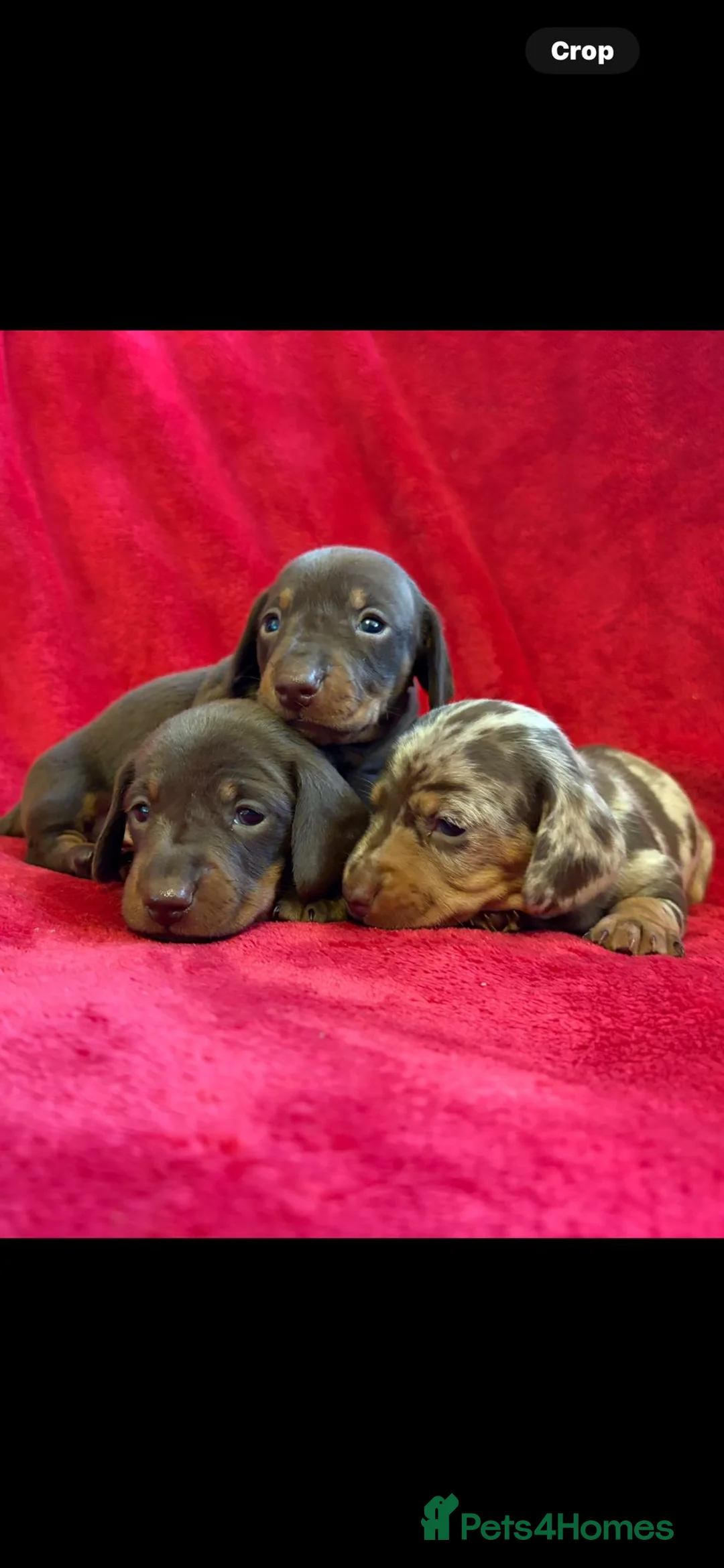 Dachshund dogs for stud: Beautiful boy stud - Advert 3