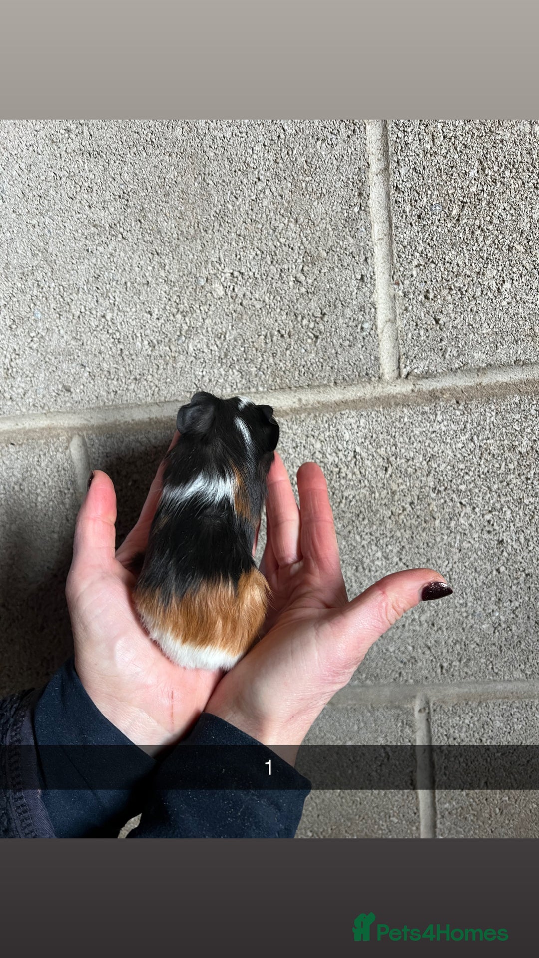 Guinea Pig rodents for sale: The perfect Christmas guinea pig!  - Advert 3