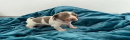 Miniature Dachshund dogs for sale: Lilac piebald miniature dachshund puppies  - Advert 9