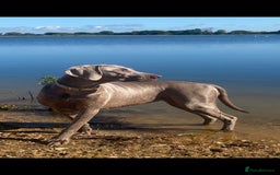 Weimaraner dogs for sale: BEAUTIFUL KC WEIM PUPS 2ND/FINAL LITTER  - Image 7