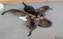 Domestic Shorthair cats for sale: Tabby kittens - Image 6