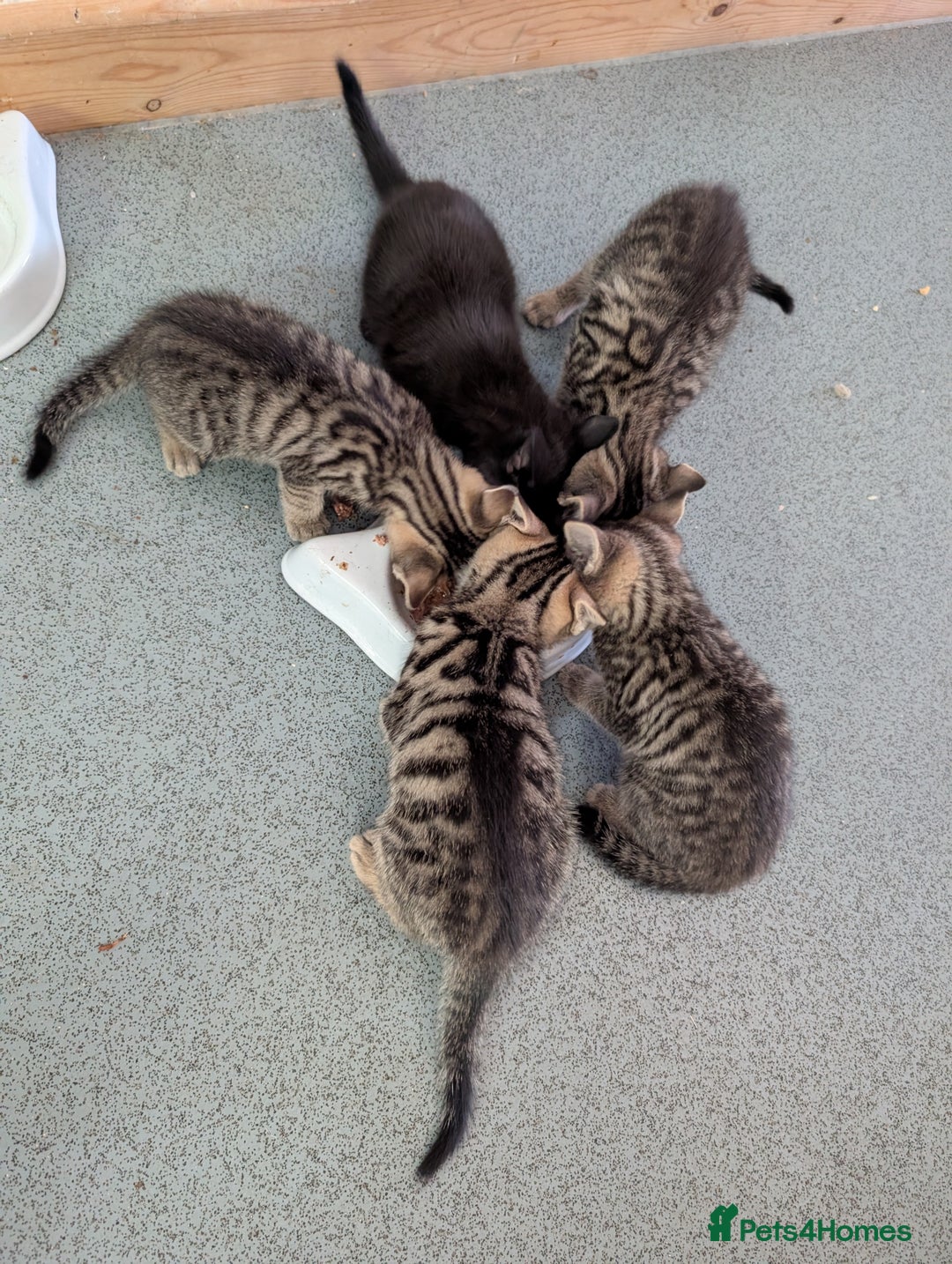 Domestic Shorthair cats for sale: Tabby kittens - Image 6