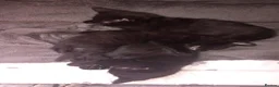Mixed Breed cats for sale: 4 blacj kittens rrady to go - Advert 2