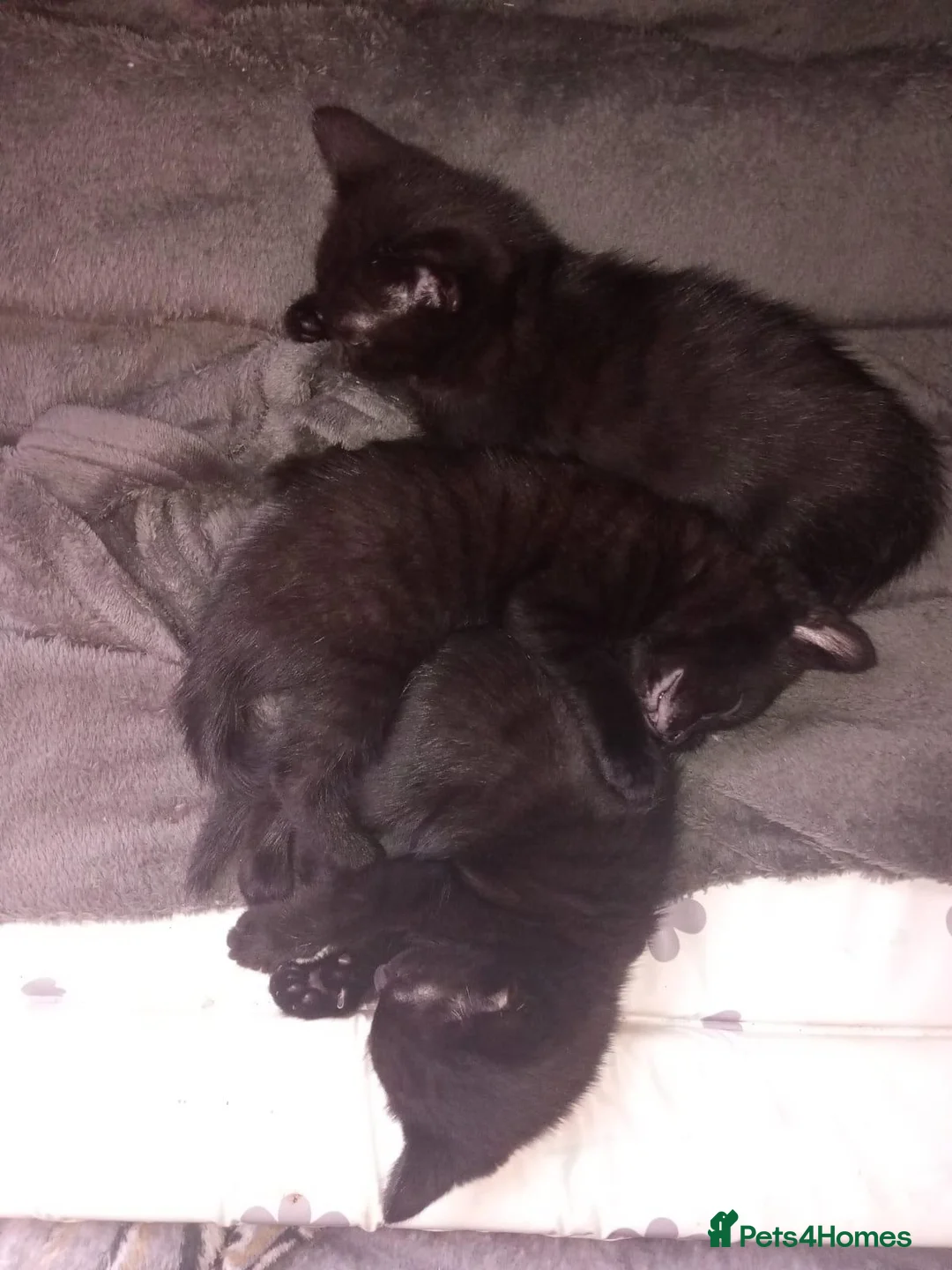 Mixed Breed cats for sale: 4 blacj kittens rrady to go - Advert 2