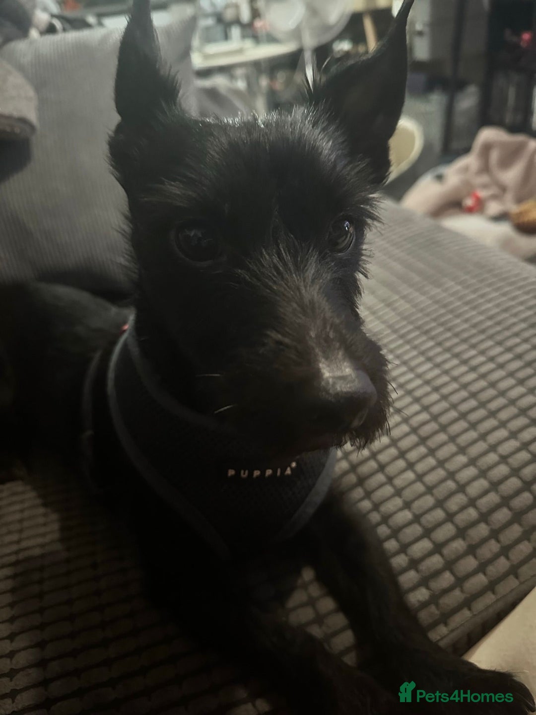 Mixed Breed dogs for adoption: 💙🐶 BUDDY 🐶💙 - Image 14