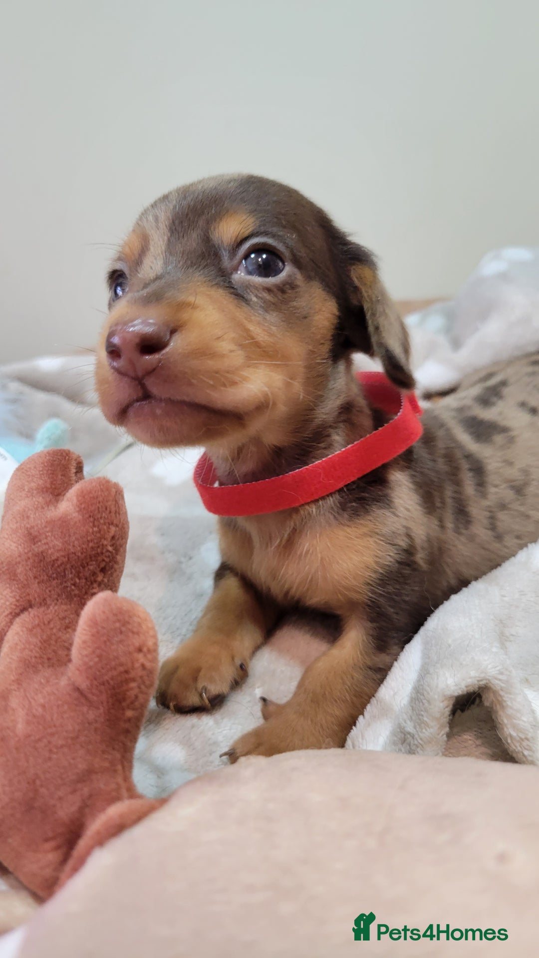 Miniature Dachshund dogs for sale: Kc Miniature  Dachshund  - Advert 7