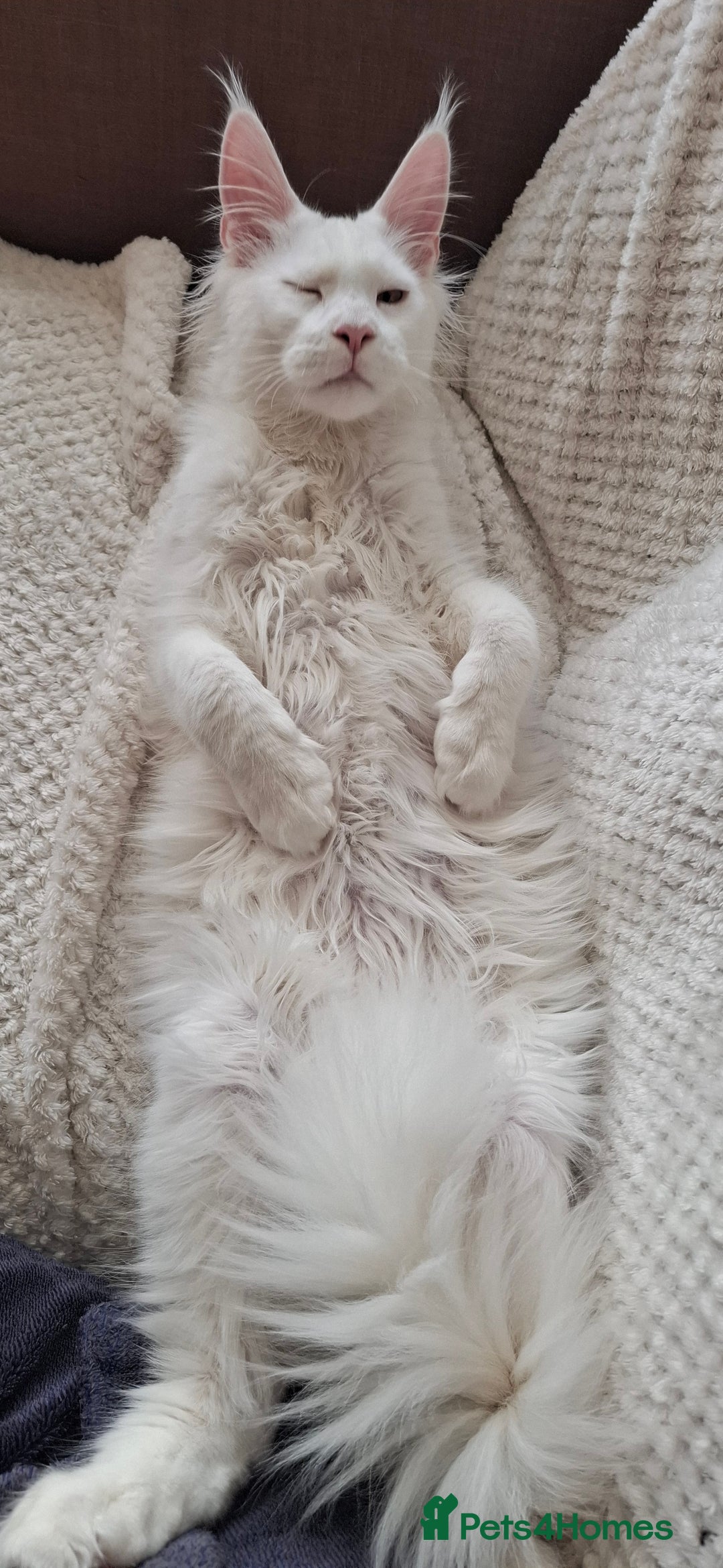 Maine Coon cats for sale: GCCF Maine Coon kitten boy - Advert 5