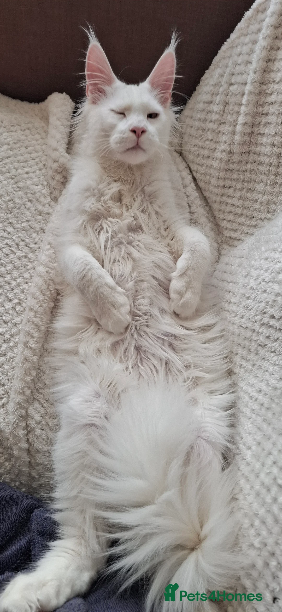 Maine Coon cats for sale: GCCF Maine Coon kitten boy - Advert 5