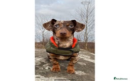 Miniature Dachshund dogs for stud: 💥FIRST TIME DAPPLE STUD💥 - Image 1