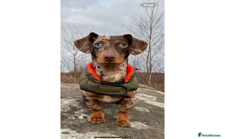 Miniature Dachshund dogs - Advert 1