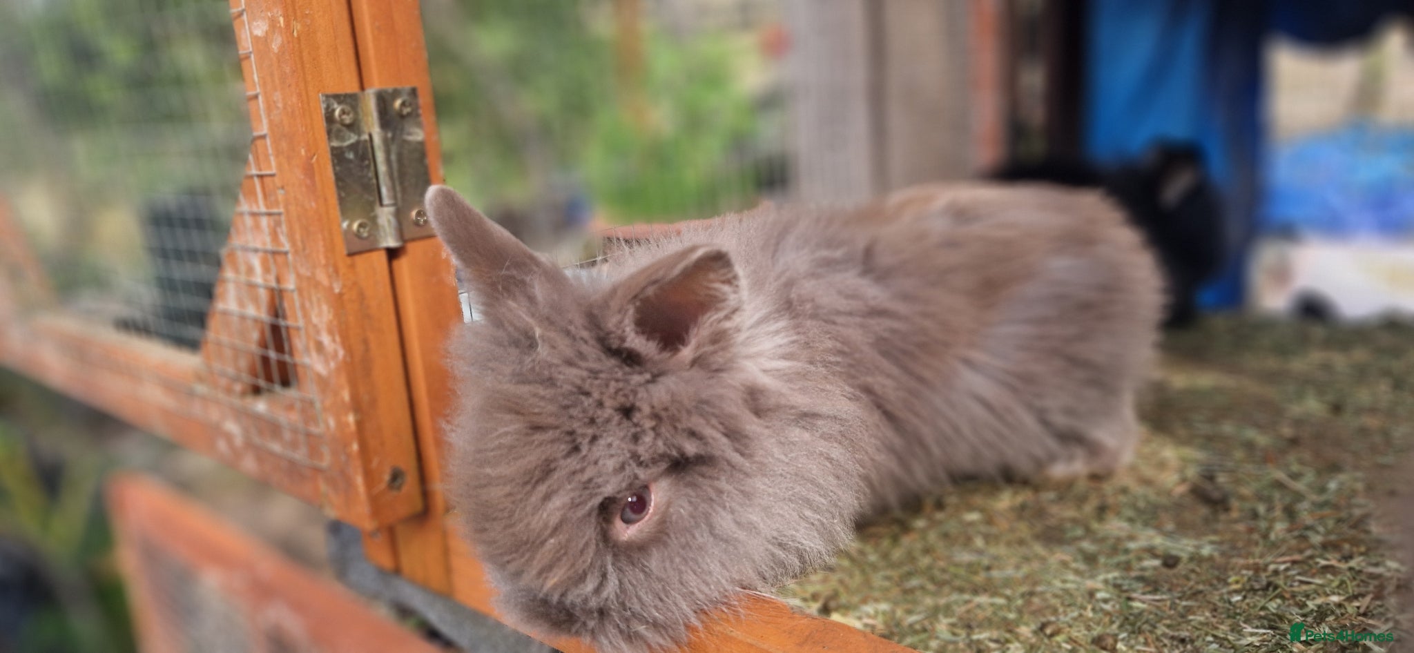 Lionhead rabbits Cute fluffy friendly lionhead babies-3boys 2girls  - Advert 3