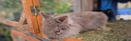Lionhead rabbits for sale: Cute fluffy friendly lionhead babies-3boys 2girls  - Advert 1