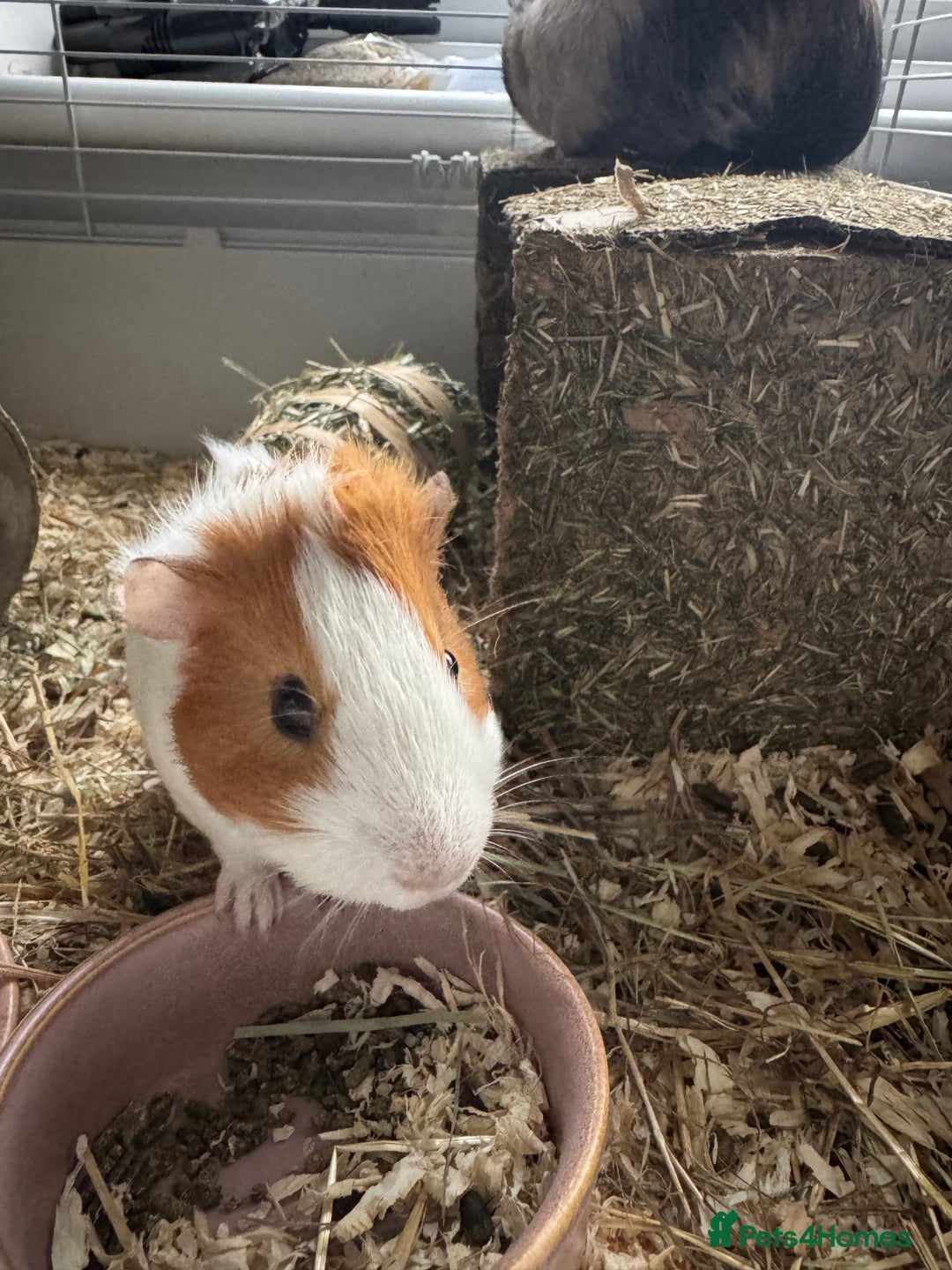 Guinea Pig rodents for sale: 2 guinea pigs for sale  - Advert 3