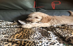 Cockapoo dogs for sale: Fully vac’d Dna health tested clear Cockapoo’s  - Image 18