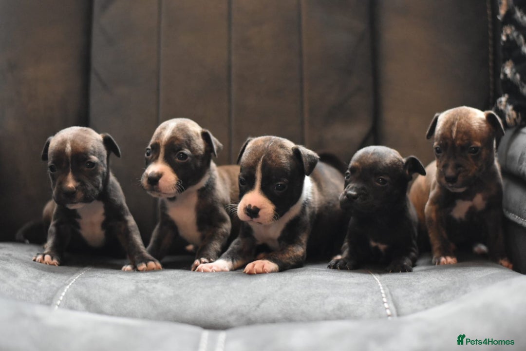Staffordshire Bull Terrier dogs for sale: Stunning KC Staffordshire bull terrier puppies - Image 6