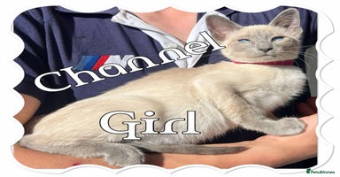Siamese cats - Advert 1