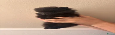 Pomeranian 4