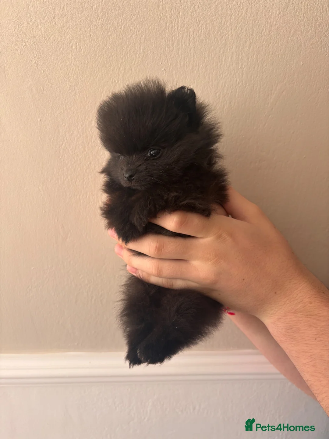 Pomeranian dogs for sale:  **  Pomeranian  in Windsor - Advert 12