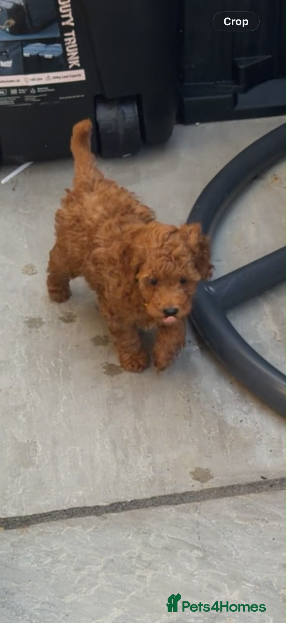 Toy Poodle dogs DNA health clear parents,only 1 🩷 available 🥰 - Advert 1