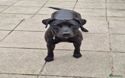 Mixed Breed dogs for sale: Greyhound x terriers x presa. - Image 1