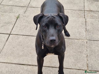 Mixed Breed dogs - Advert 2