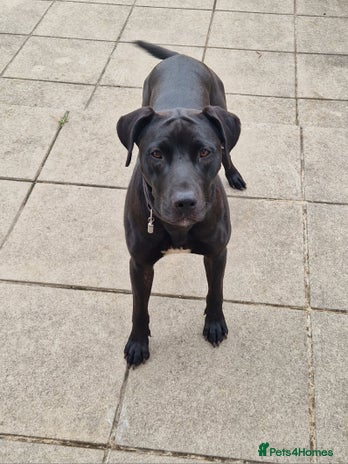 Mixed Breed dogs - Advert 1