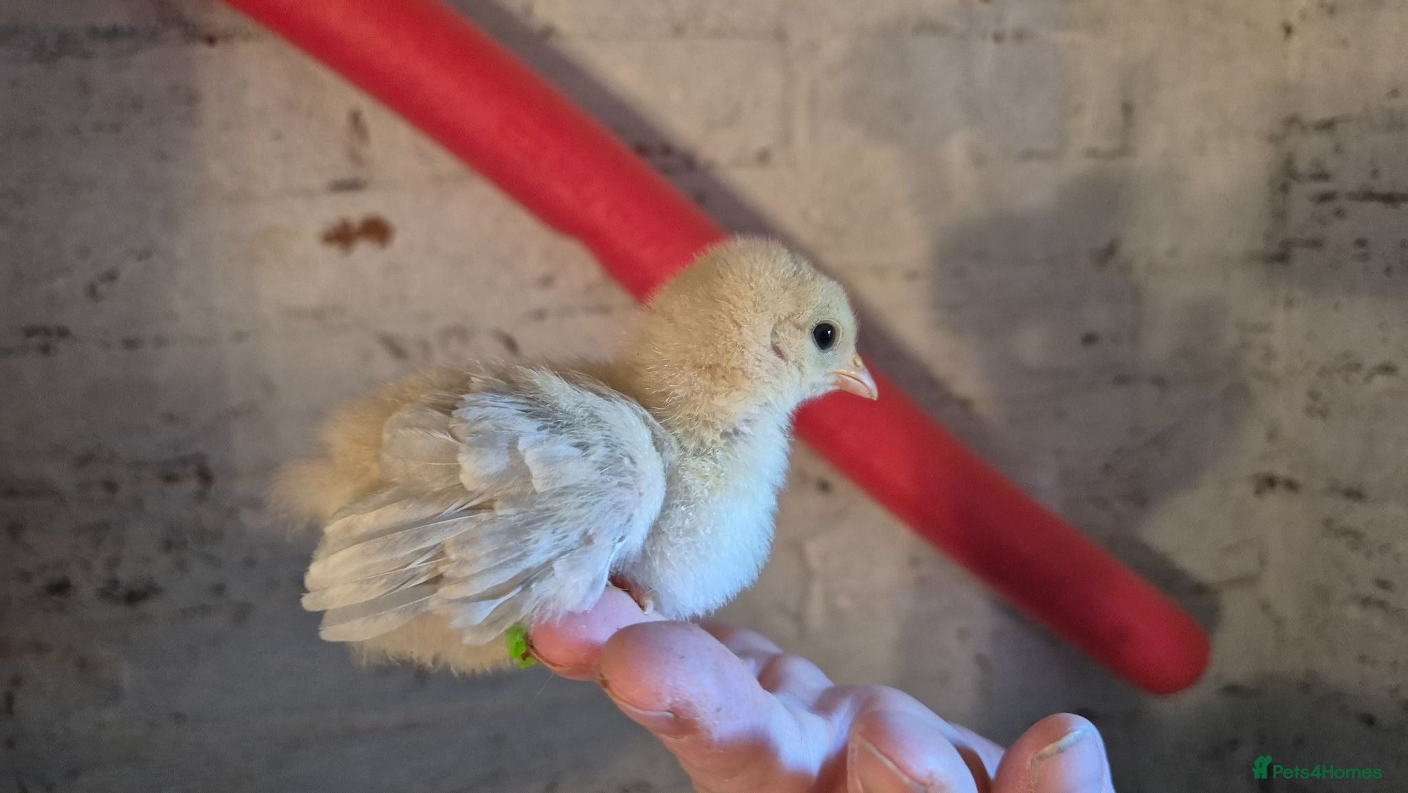 Chickens poultry Multiple Unsexed Chicks available - Advert 1
