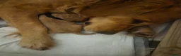 Golden Retriever dogs for sale: Beautiful girl due puppies - Advert 9