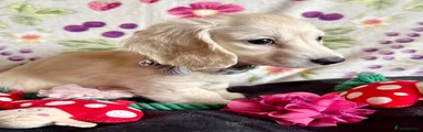 Miniature Dachshund Puppy 4