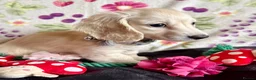 Miniature Dachshund dogs for sale: Cream long haired kc ready to go now - Advert 4