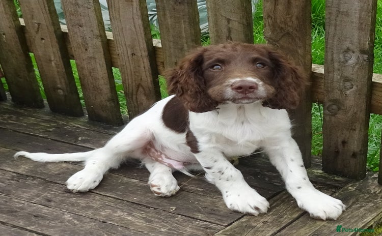 English Springer Spaniel dogs - Advert 3