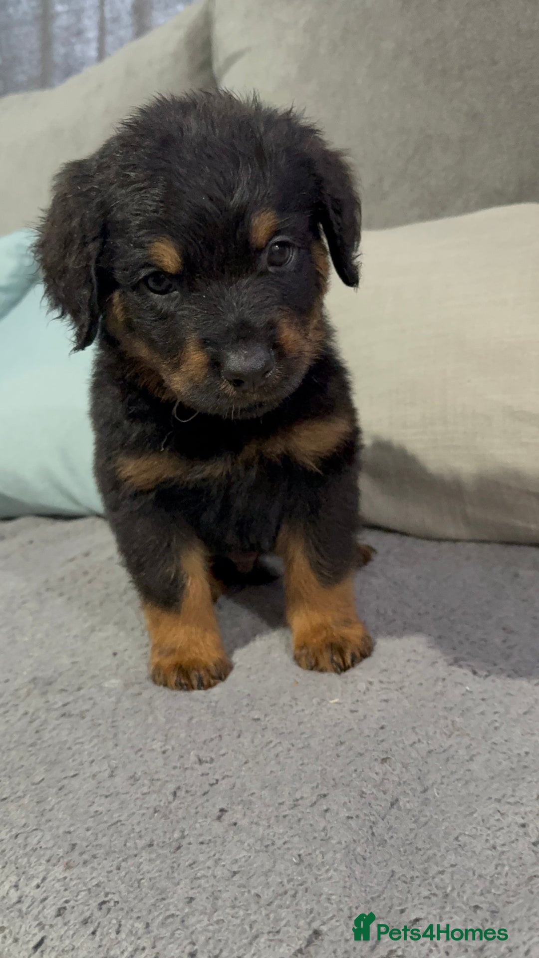 Rottweiler dogs for sale: Male rottweilwr puppy looking for a forever home - Advert 4