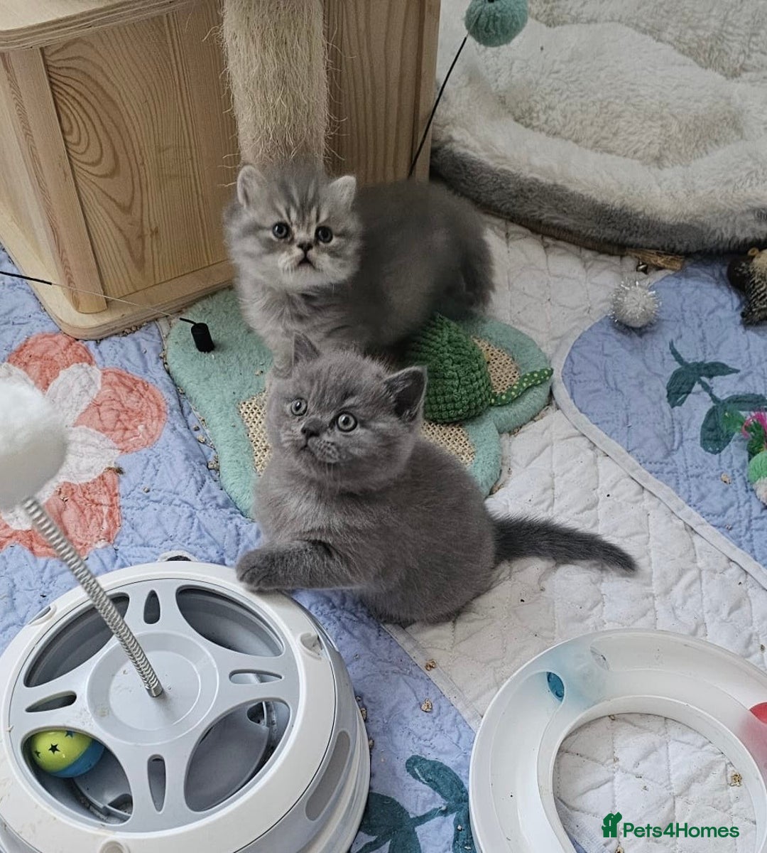 British Shorthair cats for sale: Ready to go amazing kitties  - Advert 11