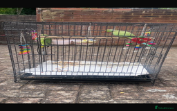 Parrots birds for sale: Indian ring neck parrots  - Image 3