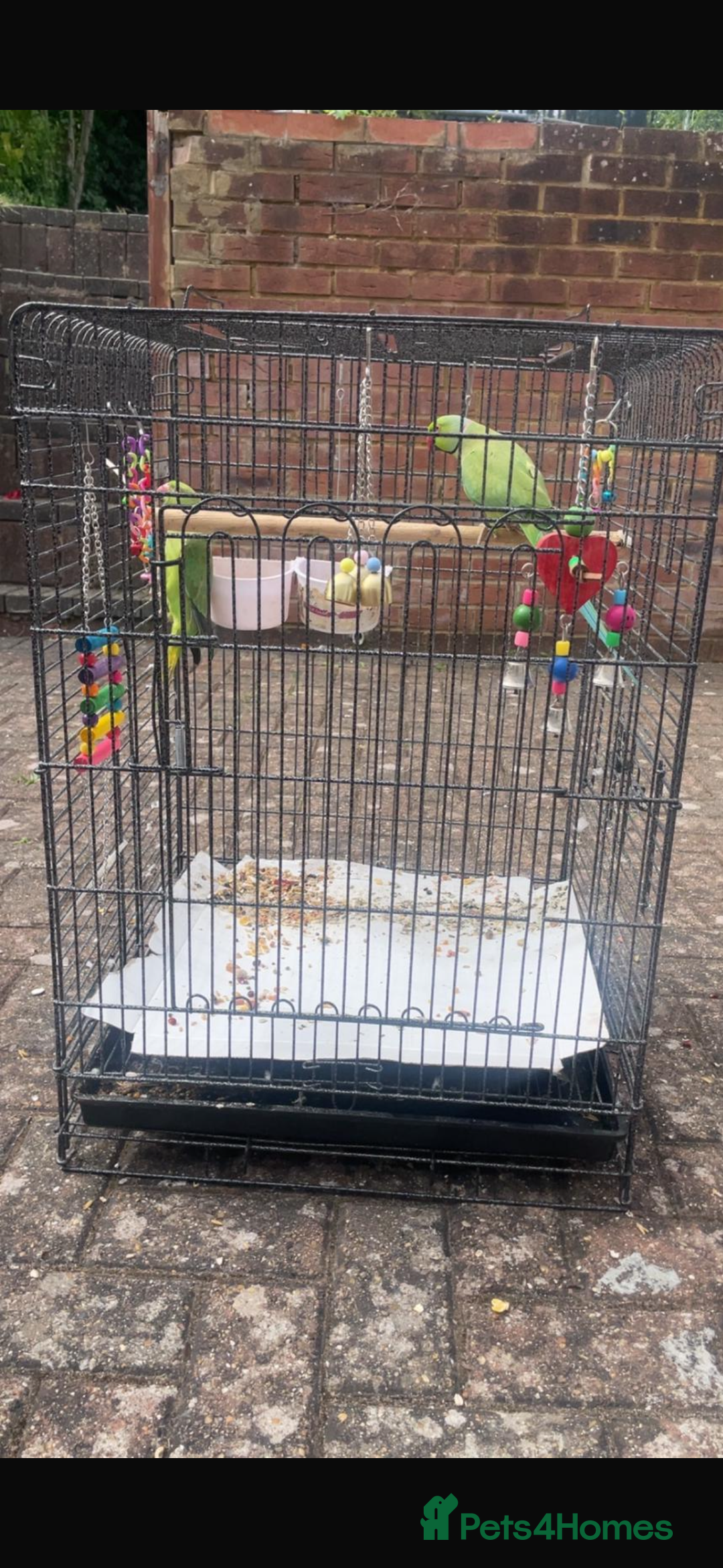 Parrots birds for sale: Indian ring neck parrots  - Image 3