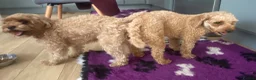 Cavapoo dogs for sale: F1b due June 2026 ( waiting list available now )  - Advert 7