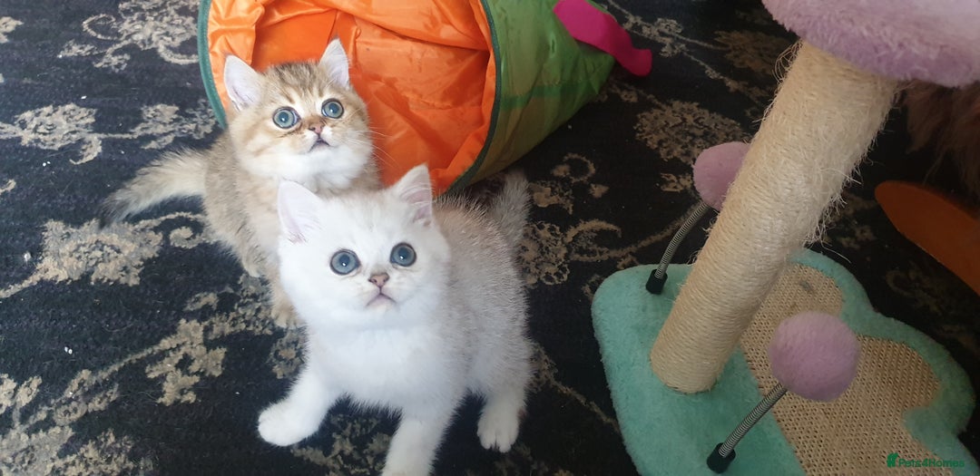 British Shorthair cats for sale: Stunning GCCF British Shorthair Kittens. - Image 1